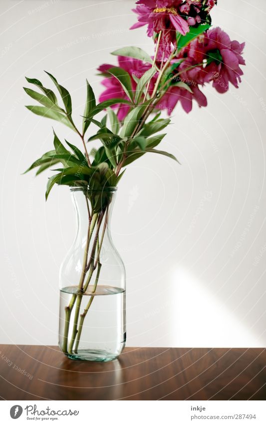Pfingsrose, pur Dekoration & Verzierung Tisch Wasser Blume Pfingstrose Blumenstrauß Vase Glas Flasche Holz ästhetisch einfach frisch natürlich schön braun grün
