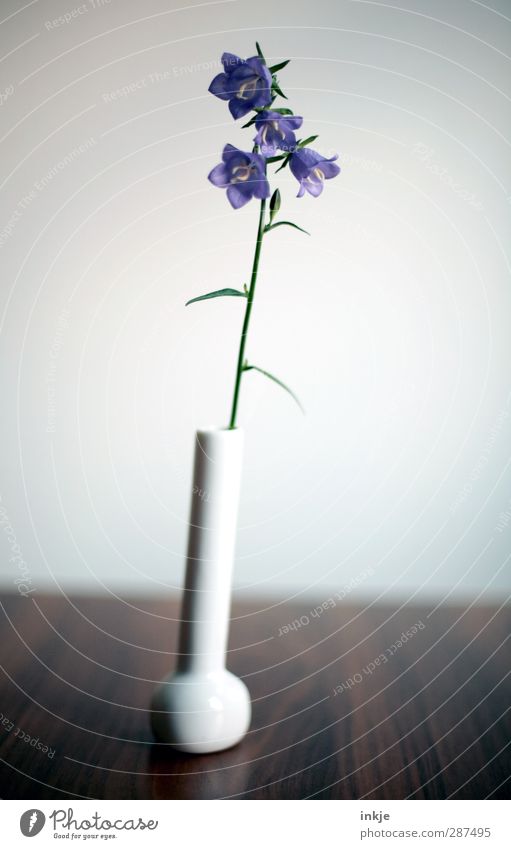 Glockenblümchen, schlicht Dekoration & Verzierung Tisch Blume Blüte Glockenblume Vase Blumenvase Blühend stehen dünn einfach klein lang natürlich schön blau