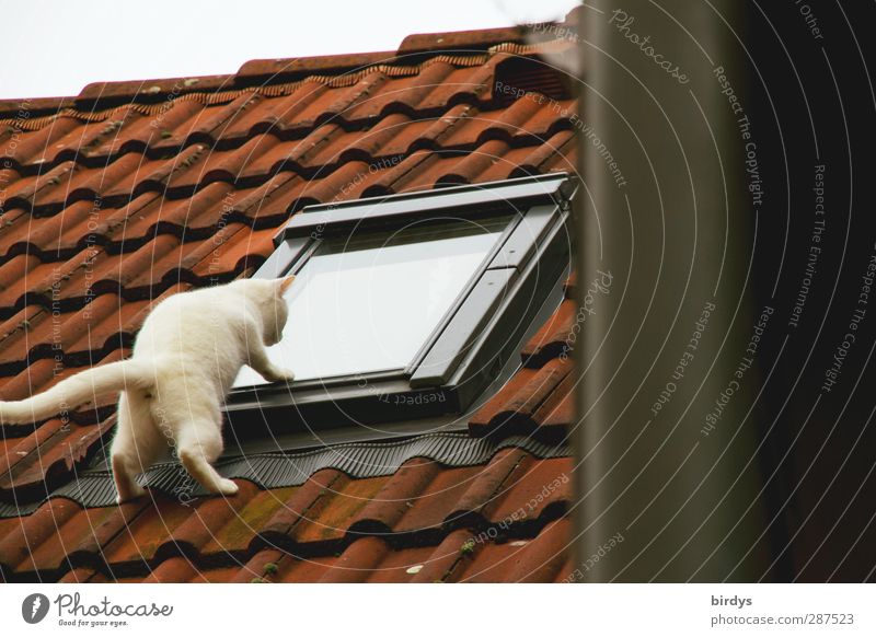 Eine weiße Katze schaut neugierig von außen durch ein Dachfenster . Lustige Pose. Voyeurismus 1 Tier beobachten außergewöhnlich frech lustig oben Neugier