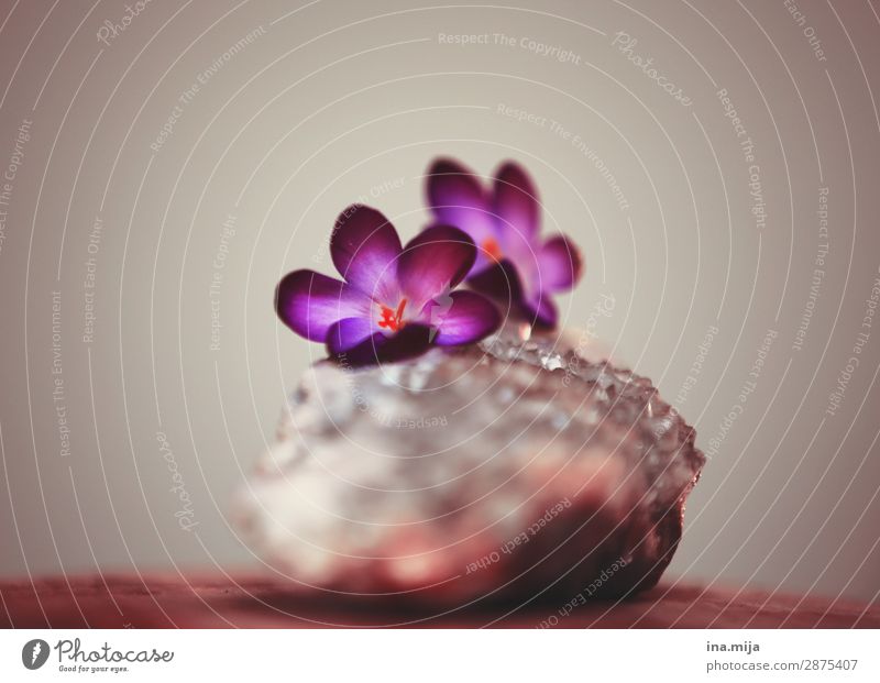Das Eis brechen Umwelt Natur Frühling Winter Frost Pflanze Blume Blüte Krokusse Stein elegant schön Beginn ästhetisch Duft Farbe Freiheit Hoffnung Leben