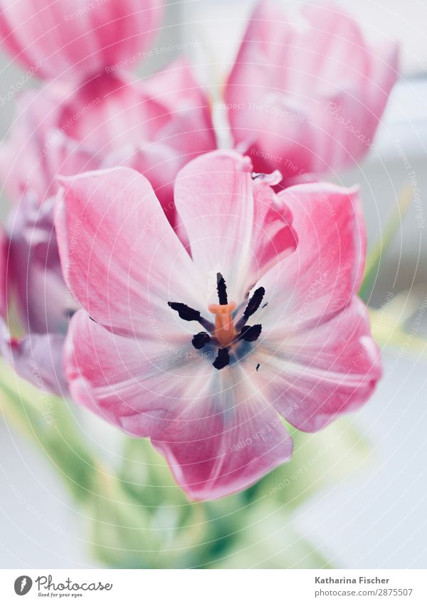 Tulpengruss fürs Wochende Natur Pflanze Blume Blatt Blüte Blumenstrauß Blühend leuchten schön grün rosa weiß Blütenstempel Blütenknospen Blütenblatt malerisch