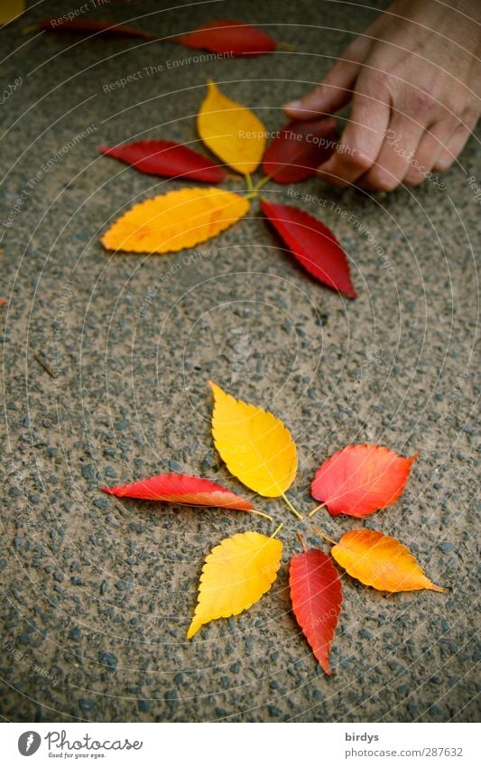 schöne Sachen machen Hand Künstler Kunstwerk Straßenkunst Herbst Blatt Blühend leuchten ästhetisch Freundlichkeit Fröhlichkeit natürlich positiv Wärme gelb