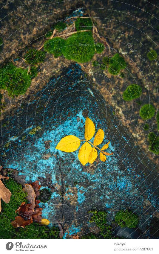 Farbschimmer in Tristesse Garten Gartenteich Herbst Moos Blatt alt leuchten verblüht authentisch gelb türkis Senior Einsamkeit Verfall Vergänglichkeit