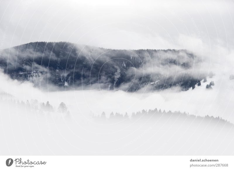 Schwarz( weiß )Wald Winter Schnee Winterurlaub Berge u. Gebirge wandern Umwelt Natur Landschaft Wolken Klima Wetter schlechtes Wetter Wind Nebel Eis Frost
