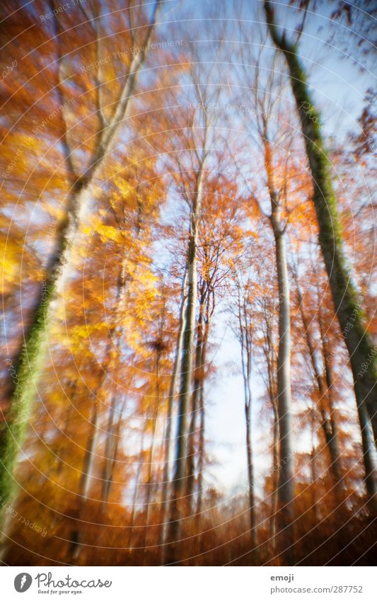 wannabe lensbaby Umwelt Natur Himmel Herbst Schönes Wetter Pflanze Baum Wald natürlich Verzerrung Farbfoto Außenaufnahme Menschenleer Tag Unschärfe
