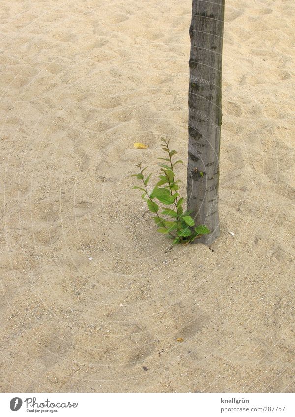 Oase Umwelt Natur Pflanze Sand Baum Wildpflanze Blühend Wachstum natürlich braun grün Gefühle Kraft Klima Überleben Baumstamm karg Farbfoto Außenaufnahme