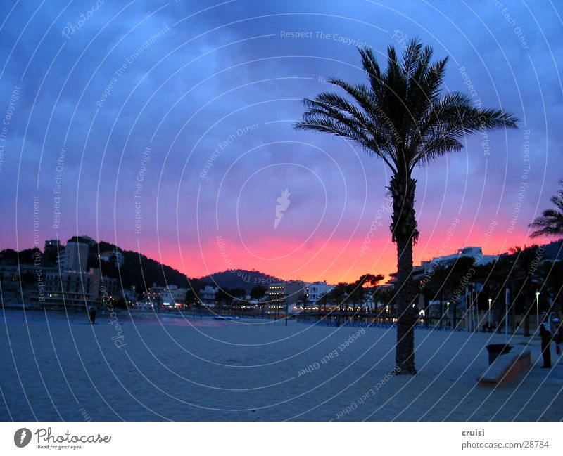 Mallehimmel Spanien Mallorca Strand Palme Palma de Mallorca Sandstrand mehrfarbig Morgen violett Europa Sonne Himmel Abenddämmerung Morgendämmerung