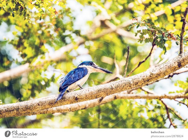 blauer könig | kingfisher Tierporträt Unschärfe Kontrast Licht Tag Menschenleer Detailaufnahme Nahaufnahme Außenaufnahme Farbfoto Fernweh Tierliebe Umweltschutz