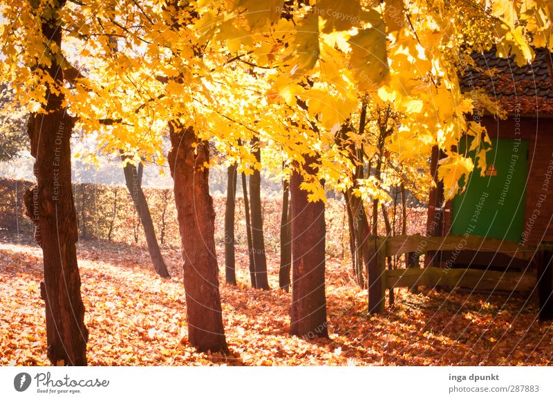 Leuchtendes Laub Umwelt Natur Landschaft Herbst Schönes Wetter Pflanze Baum Herbstlaub Verfall Vergänglichkeit goldener Herbst Jahreszeiten Wandel & Veränderung