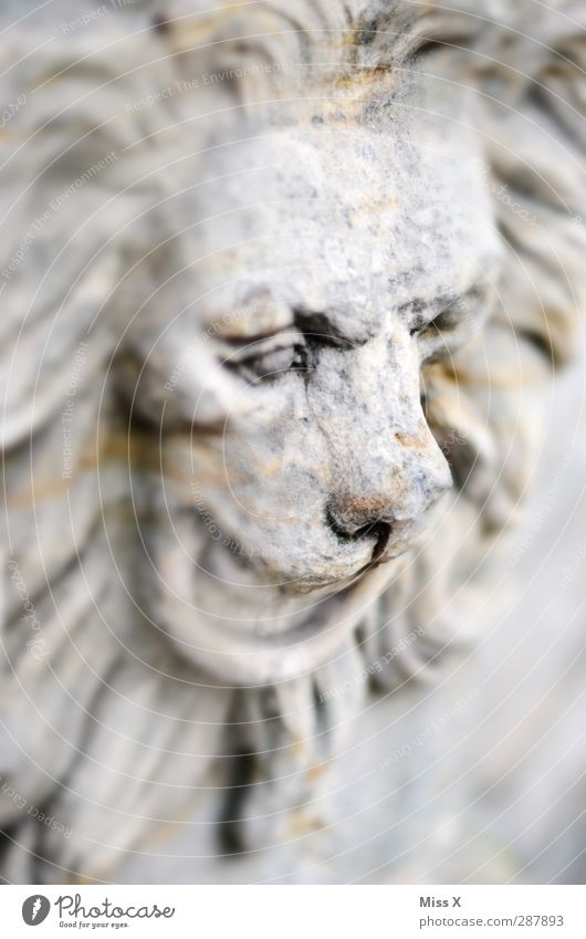 Steinleu Kunst Skulptur Tier Wildtier 1 alt historisch grau Vergänglichkeit Nase Löwe Löwenmähne Statue Bildhauerei Schwarzweißfoto Gedeckte Farben Menschenleer