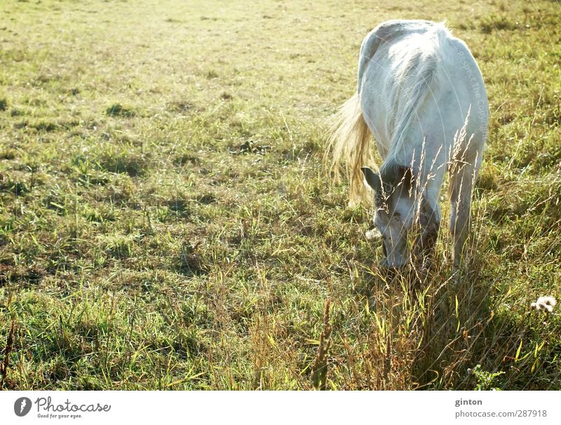 Weißes Pferd Natur Landschaft Pflanze Tier Sonnenlicht Schönes Wetter Gras Grünpflanze Wiese Nutztier 1 Blühend Fressen ästhetisch frisch hell natürlich schön