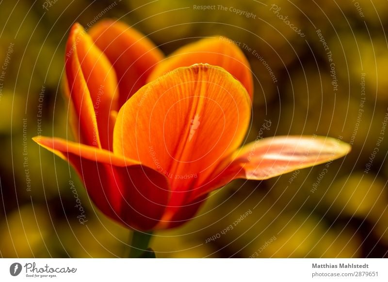 Blüte einer Tulpe Umwelt Natur Pflanze Frühling Blume Blühend leuchten außergewöhnlich Duft schön natürlich gelb gold orange Frühlingsgefühle Farbe Wachstum