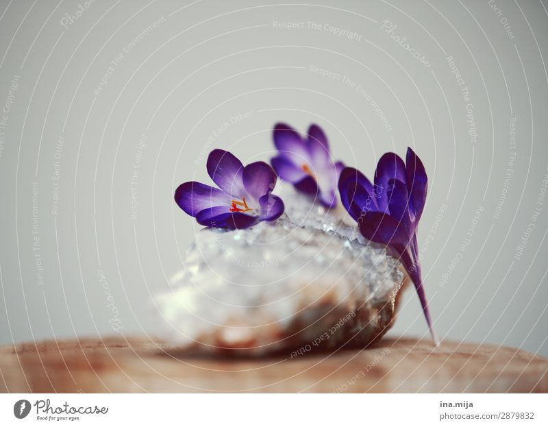 Das Eis brechen II Umwelt Natur Pflanze Blume Blüte Krokusse violett Frühblüher Farbfoto Gedeckte Farben mehrfarbig Innenaufnahme Studioaufnahme Nahaufnahme