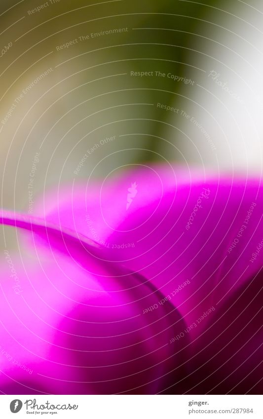 Wichtelpopichtel für Bellaluna | Alles auf Empfang Natur Pflanze Orchidee Blüte Topfpflanze schön rosa Blütenblatt Toleranz empfängnisbereit Lensbaby zart