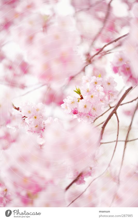 rosa Kirschblüten Natur Frühling Baum Blüte Kirschblütenfest Blühend Frühlingsgefühle Vorfreude Farbfoto Außenaufnahme Menschenleer Textfreiraum rechts