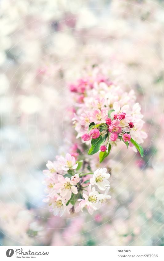 Blütenzweig Natur Frühling Baum Zweige u. Äste Kirschblüten Apfelblüte hell natürlich rosa weiß Frühlingsgefühle Vorfreude Farbfoto Außenaufnahme Menschenleer