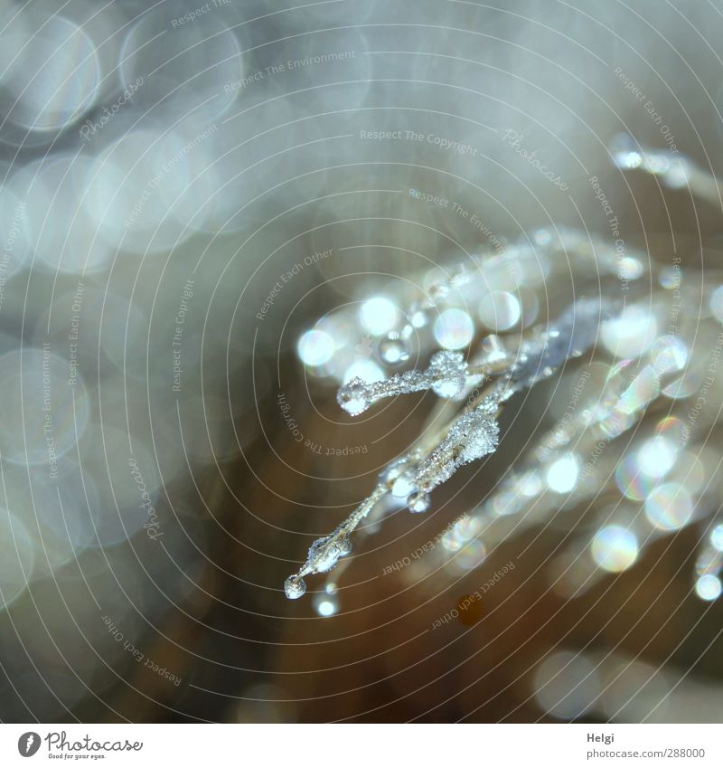 Wichtelpopichtel für inga dpunkt | Juwelen der Natur Umwelt Pflanze Winter Eis Frost Gras Halm Wiese frieren glänzend ästhetisch außergewöhnlich kalt klein