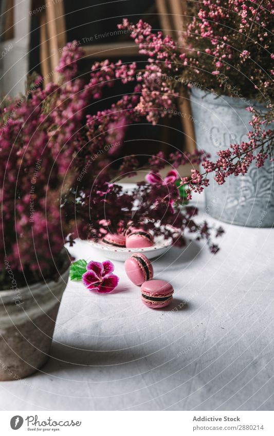 Makronen auf einem Teller serviert lecker rosa Macaron Biskuit Snack oben süß Tradition Lebensmittel Konfekt Feinschmecker Backwaren Bäckerei Süßwaren Variation