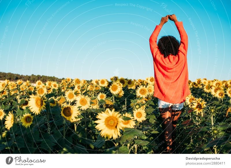 Glückliche junge schwarze Frau, die in einem Sonnenblumenfeld spazieren geht. Wiese urwüchsig Blume Afrikanisch Ackerbau Lächeln gelb niedlich unkenntlich