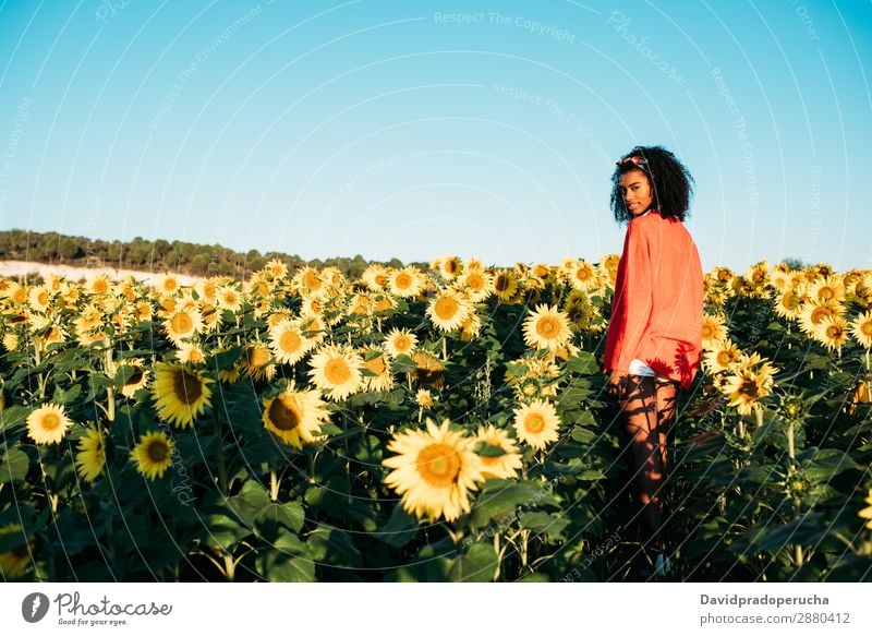 Glückliche junge schwarze Frau, die in einem Sonnenblumenfeld spazieren geht. Wiese urwüchsig Blume Afrikanisch Ackerbau Lächeln gelb niedlich Sommer Himmel