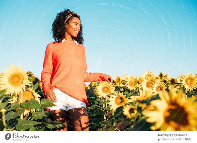 Glückliche junge schwarze Frau, die in einem Sonnenblumenfeld spazieren geht. Ackerbau gelb niedlich Sommer Wiese Himmel Afrikanisch Plantage geblümt hell