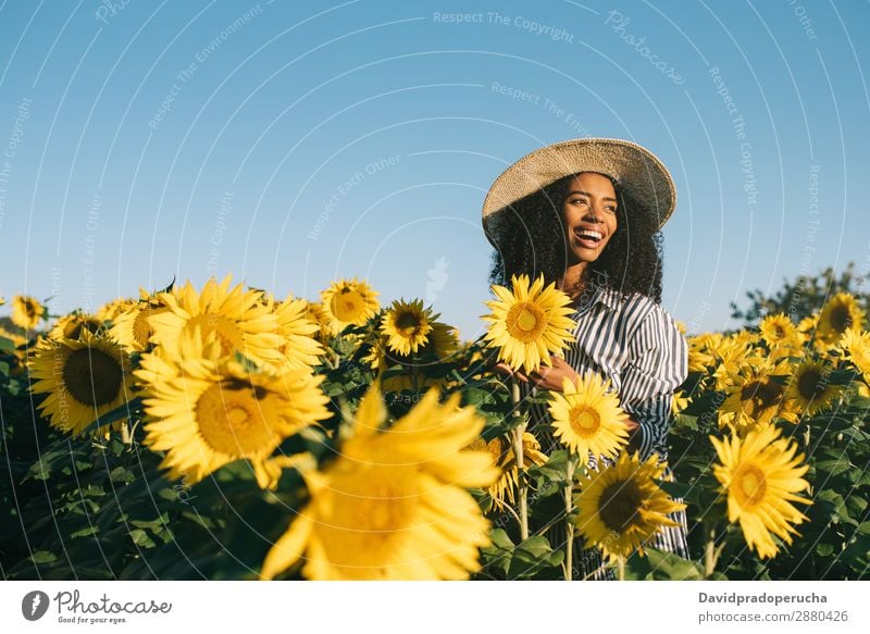 Glückliche junge schwarze Frau auf einem Sonnenblumenfeld Feld urwüchsig lockig Afrikanisch gemischtrassig niedlich Jugendliche Lächeln Hintergrundbild Hut