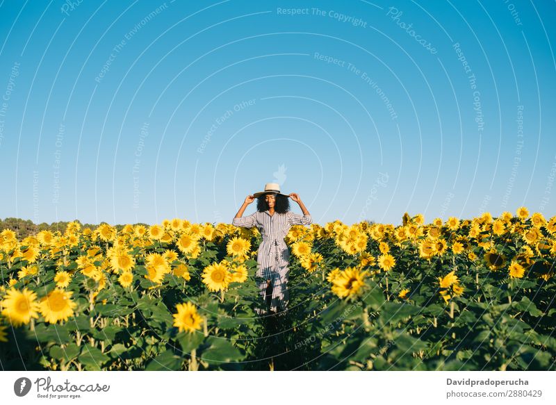 Glückliche junge schwarze Frau, die in einem Sonnenblumenfeld spazieren geht. gelb urwüchsig schön niedlich Sommer Wiese Himmel Afrikanisch Plantage geblümt