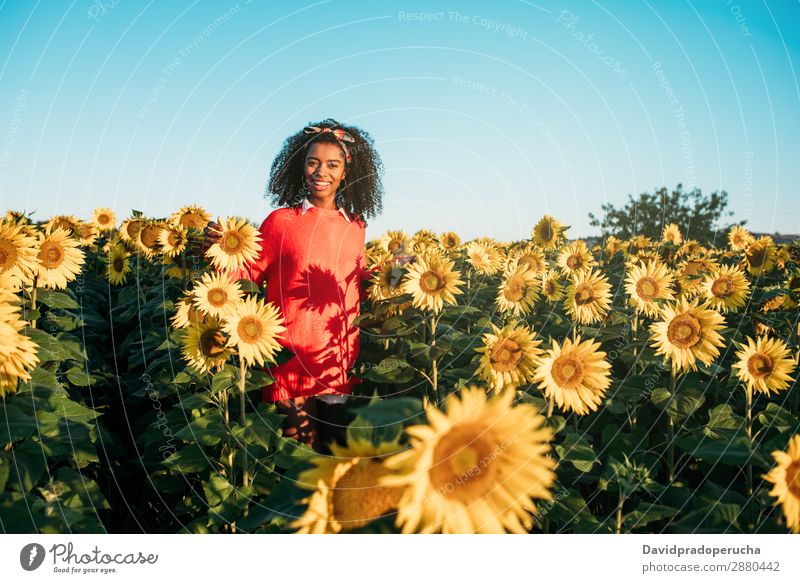Glückliche junge schwarze Frau, die in einem Sonnenblumenfeld spazieren geht. Ackerbau gelb niedlich Sommer Wiese Afrikanisch Himmel Plantage geblümt hell