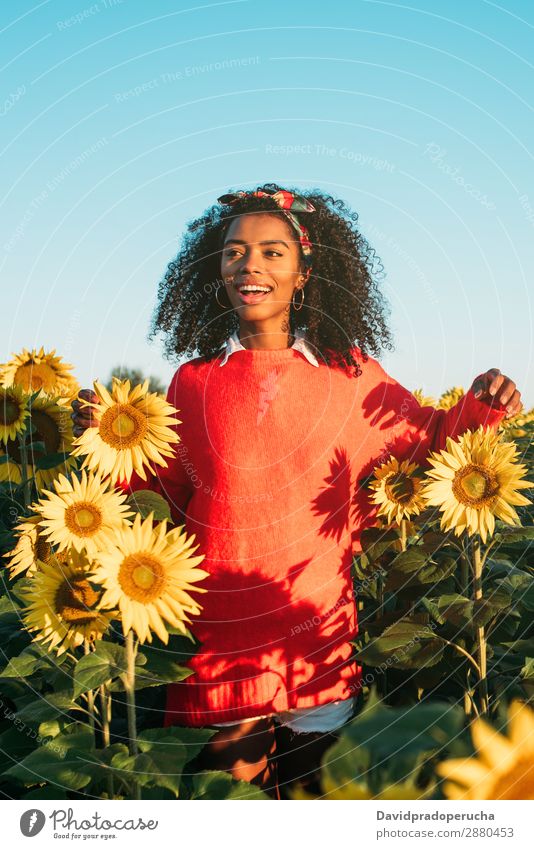 Glückliche junge schwarze Frau, die in einem Sonnenblumenfeld spazieren geht. Ackerbau gelb niedlich Sommer Wiese Afrikanisch Himmel Plantage geblümt hell