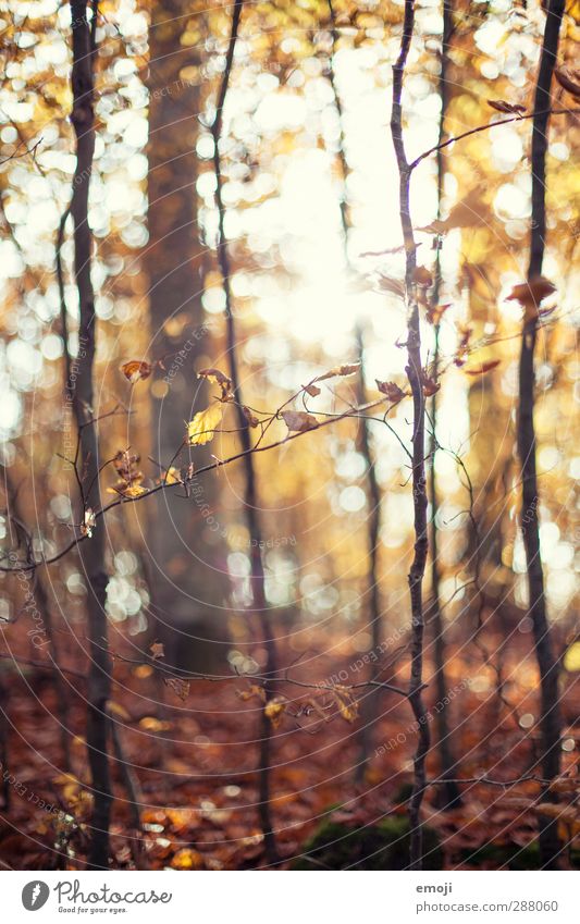 Wald Umwelt Natur Herbst Pflanze Baum Blatt natürlich braun Laubwald Farbfoto Außenaufnahme Tag Sonnenlicht Sonnenstrahlen Schwache Tiefenschärfe