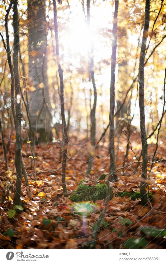 im Umwelt Natur Landschaft Blatt Wald natürlich braun Laubwald Farbfoto Außenaufnahme Menschenleer Tag Licht Sonnenlicht Sonnenstrahlen Schwache Tiefenschärfe