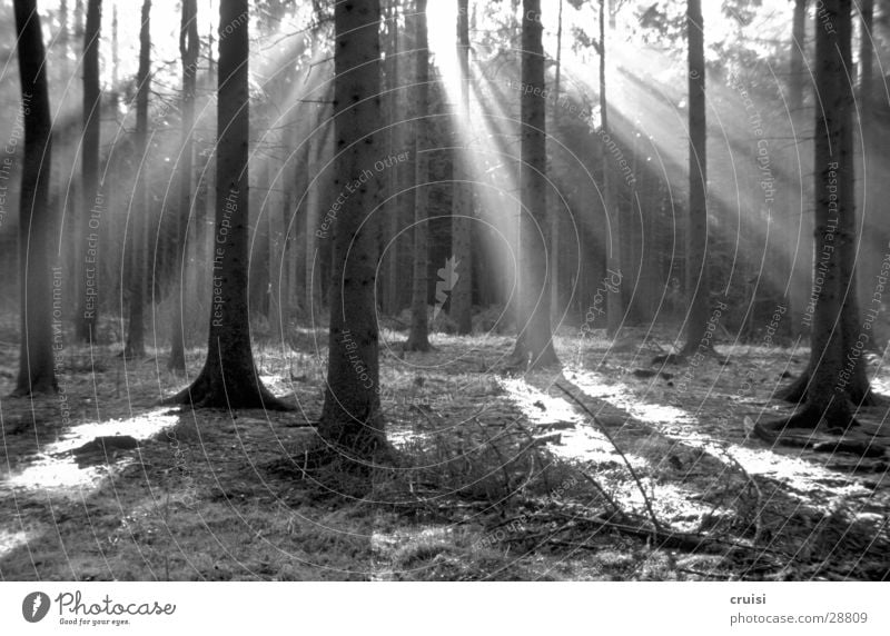 Black Forrest Wald Baum Licht Sonnenstrahlen Lichteinfall Schatten Schwarzweißfoto