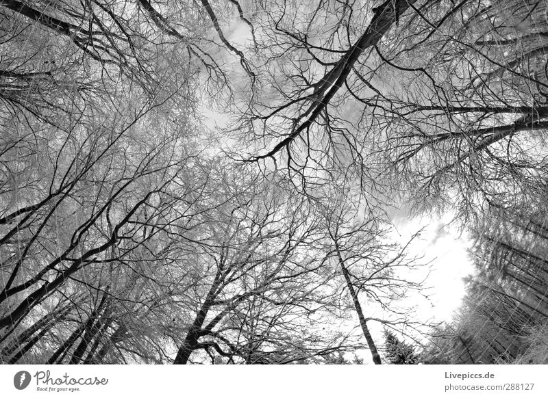 Ast gegen Zweig Umwelt Natur Pflanze Wasser Himmel Winter Schnee Baum Wildpflanze Wald frisch kalt grau schwarz weiß Schwarzweißfoto Außenaufnahme Tag