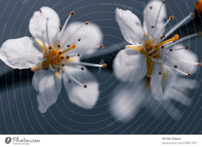 Blüten im Frühling - Blumen Alternativmedizin Wellness harmonisch Erholung ruhig Meditation Spa Muttertag Ostern Hochzeit Geburtstag Natur Pflanze Weissdorn
