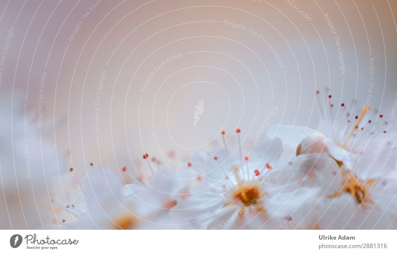 Ein Hauch Frühling - Blumen elegant Design Alternativmedizin Wellness harmonisch Meditation Spa Dekoration & Verzierung Tapete Postkarte Platz für Text