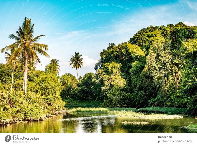 im regenwald Fernweh Baum Urwald Malaysia Ferien & Urlaub & Reisen Landschaft grün Umweltschutz Ferne Klima Klimawandel Pflanze fantastisch Paradies Asien