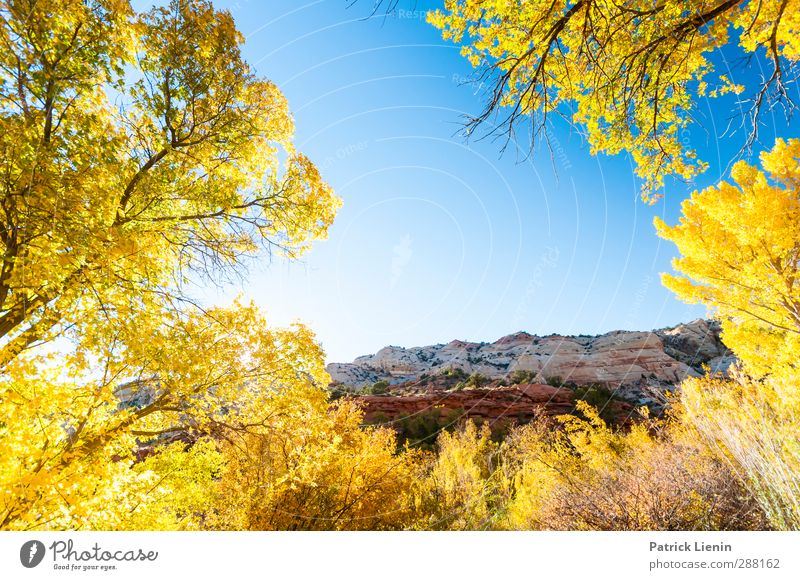 Wild World Zufriedenheit Erholung ruhig Tourismus Ausflug Abenteuer Ferne Freiheit Umwelt Natur Landschaft Pflanze Erde Luft Himmel Wolkenloser Himmel Sonne