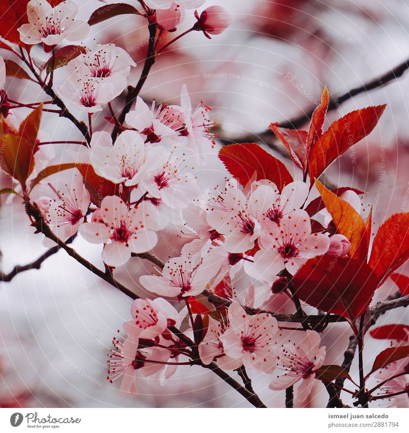 rosa Blütenpflanze im Frühjahr Blume Blütenblatt Pflanze Garten geblümt Natur Dekoration & Verzierung Romantik Beautyfotografie zerbrechlich Hintergrund