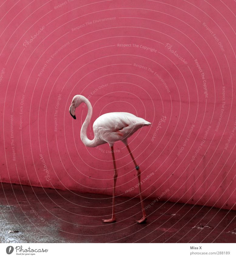 Flamgomin Tier Flamingo 1 rosa Vogel Farbfoto mehrfarbig Menschenleer Textfreiraum oben Tierporträt