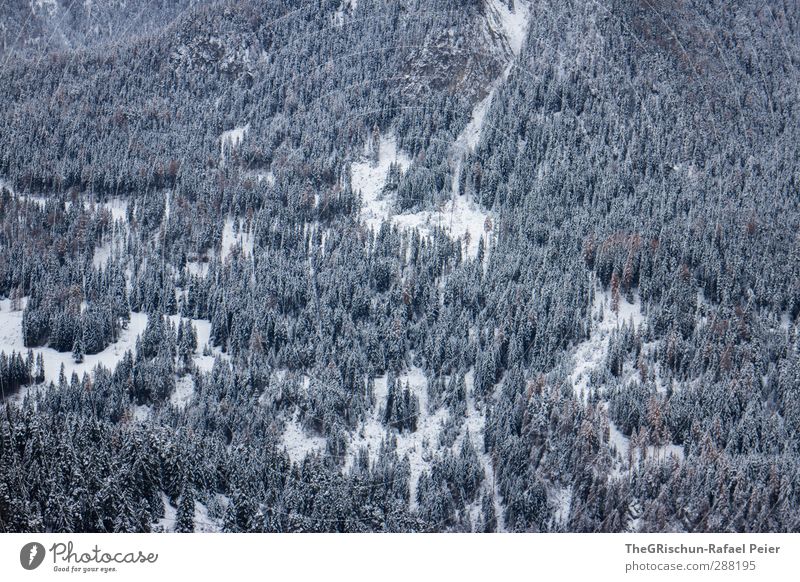 den wald vor lauter bäumen nicht sehen Umwelt Natur Landschaft Wald Alpen trist blau braun schwarz weiß Engadin Schneefall Muster Nadelwald Berge u. Gebirge