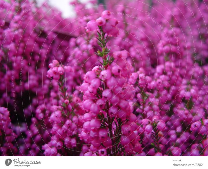 Erica gracilis Heidekrautgewächse rosa