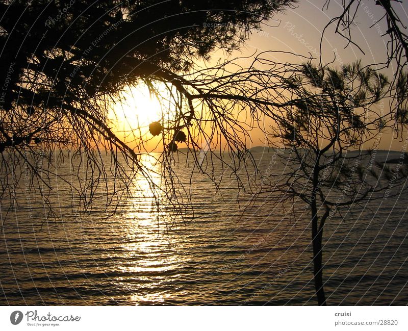 Sonne Sonnenuntergang Meer Horizont Pinie Wasser