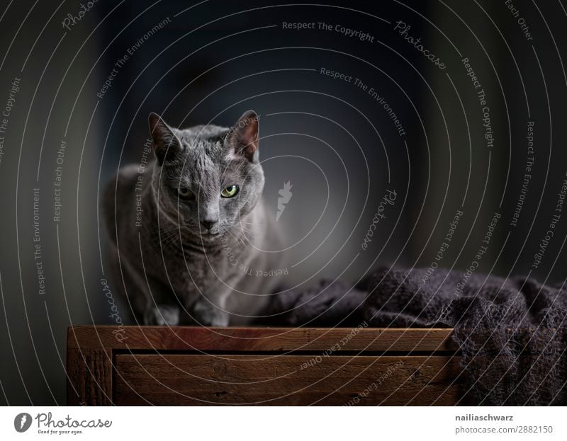 Russisch Blau Katze Lifestyle elegant Erholung Häusliches Leben Wohnung Tier Haustier Tiergesicht 1 Schal Tisch Holztisch beobachten liegen Blick warten einfach