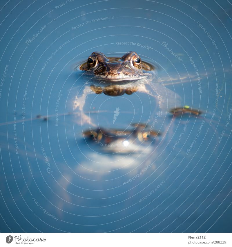 Hauptsache, den Kopf über Wasser halten Natur Tier Frühling Schönes Wetter Moor Sumpf Teich See Wildtier Frosch Tiergesicht 2 Tierpaar tauchen Umarmen blau