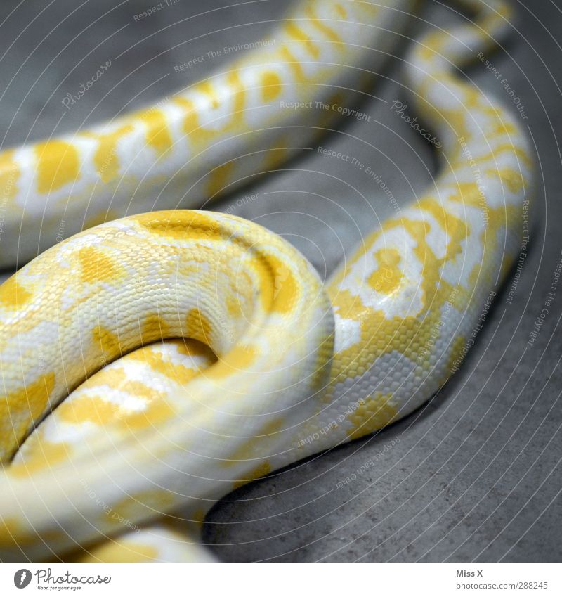 Neue Handtasche Tier Schlange Schuppen gelb gefährlich Ophiophobie Boas Schlangenhaut Schlangenleder Farbfoto Nahaufnahme Muster Strukturen & Formen Tierporträt