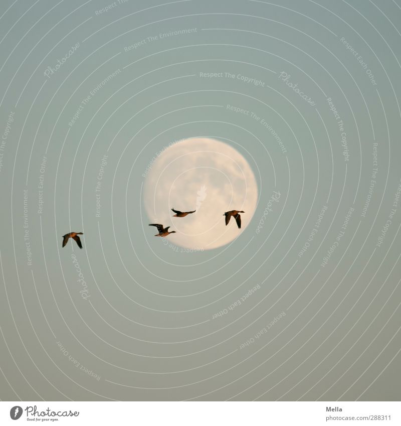 Moonlight Flying - First and last and always Umwelt Natur Tier Luft Himmel Mond Vollmond Wildtier Vogel Gans Wildgans 4 Tiergruppe fliegen leuchten frei