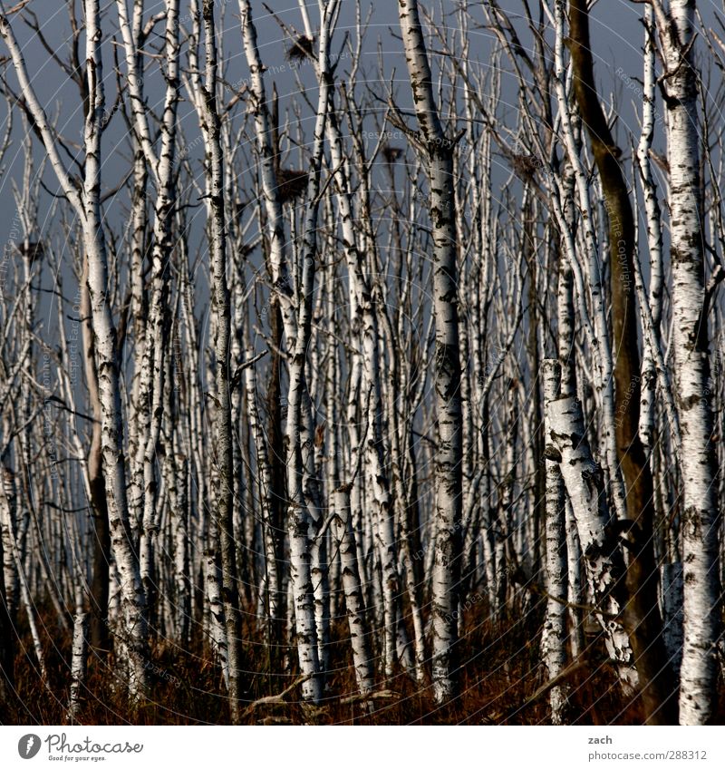 Man könnte Zebras schnitzen Umwelt Natur Landschaft Herbst Winter Nebel Pflanze Baum Birke Birkenwald Wald Holz dunkel kalt schwarz weiß Endzeitstimmung Verfall
