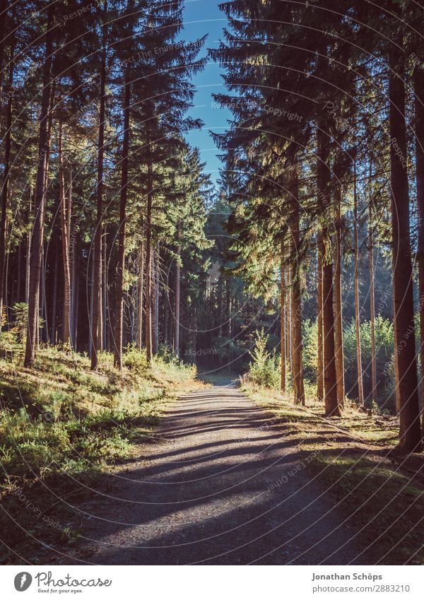 Waldweg mit Licht und Schatten Umwelt Natur Landschaft ästhetisch schön waldbaden Baum Nadelbaum Fußweg Wege & Pfade Spaziergang Spazierweg Erholung