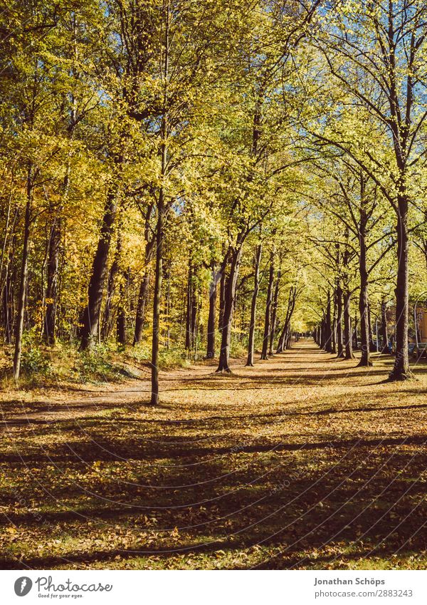 Allee im Herbst im Küchwald, Chemnitz Umwelt Natur Landschaft Klima Wetter Wald ästhetisch Deutschland Fußweg Wege & Pfade Aussicht geradeaus Baum Blatt Wiese