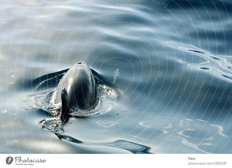 Flipper Natur Tier Wasser Wellen Meer Atlantik Wildtier Delphine Flosse 1 Schwimmen & Baden Farbfoto Gedeckte Farben Außenaufnahme Menschenleer Tag Tierporträt